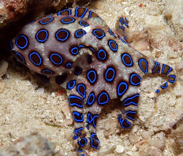 2. Blue Ringed Octopus - Mavi Halkalı Ahtapot