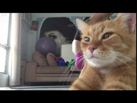 Yanlış Zamanda Yanlış Yerde Olan Kedi