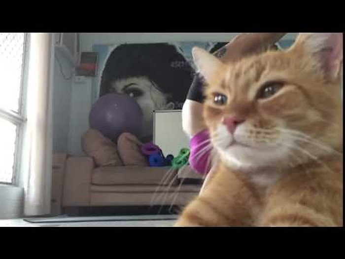 Yanlış Zamanda Yanlış Yerde Olan Kedi