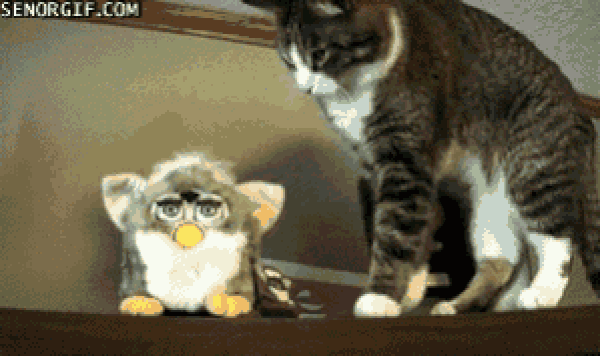 Furby'yi de beğenmeyen kedi bonus: