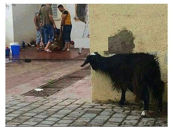 Görünce İster İstemez Boğazınızın Düğümleneceği, Dünyanın En Hüzünlü 31 Fotoğrafı