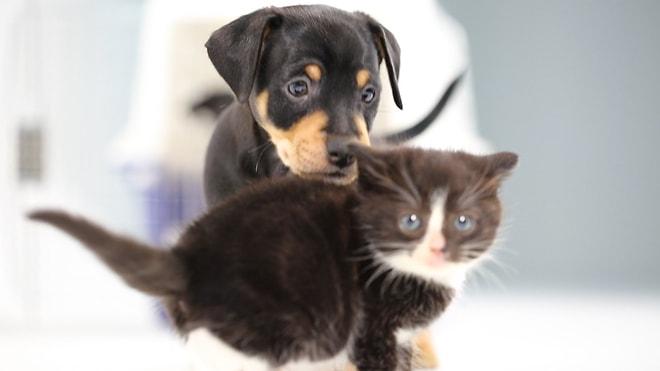 Hayatlarında İlk Defa Bir Köpek ile Tanışan Sevimli Yavru Kediler
