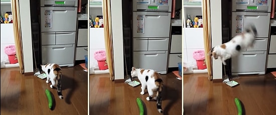 Beklemediği Anda Gördüğü Salatalık Karşısında Dumura Dönen Kedi