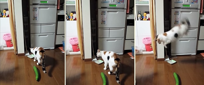 Beklemediği Anda Gördüğü Salatalık Karşısında Dumura Dönen Kedi