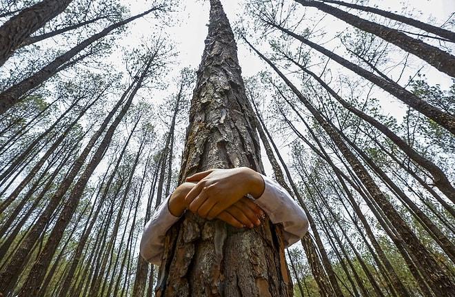 Bilim İnsanları Açıkladı: Ağaçların Yakınında Yaşamak İnsan Sağlığına İyi Geliyor