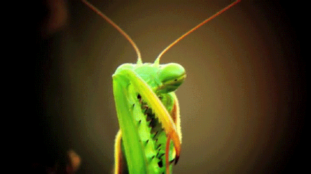 s-2d0631e3369e221e488f4846fb80cb6b6322dd8c.gif