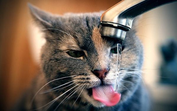 4. Kediler deniz suyu içebilir.