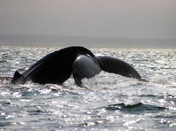 23. New Brunswick ve Yeni İskoçya arasındaki Fundy Körfezi, balinalarla karşılaşabileceğiniz yerlerden yalnızca bir tanesi.