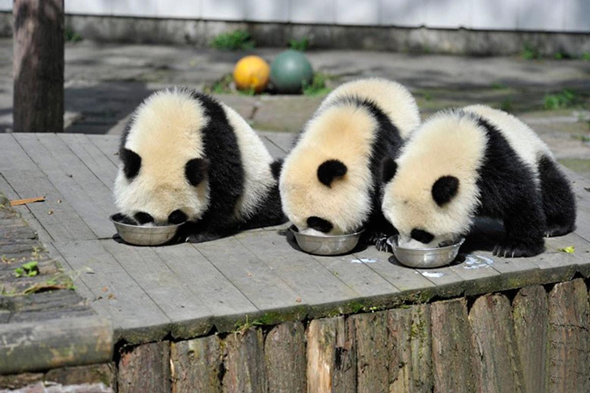 Родина панд