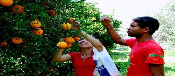 16. ODTÜ Kuzey Kıbrıs Kampusu'nda Portakal Toplama Günlerine gidip bir hafta boyunca bedava portakal suyu içmek
