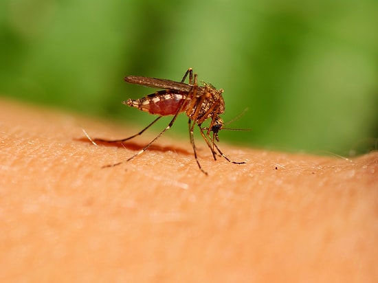 Sivrisinekler Avını 50 Metreden Seçiyor