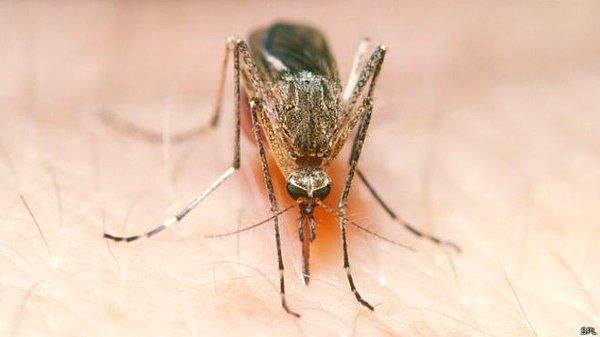 Sivrisineklerin bir kurbanı diğerlerine tercih etmelerinde de vücut kokuları etkili olabiliyor.