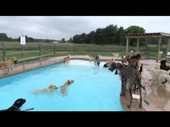Köpeklerin Havuz Keyfi
