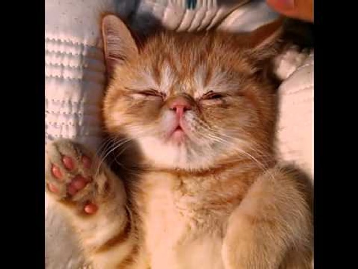 Diş Fırçasıla Uyutulan Şapşik kedi