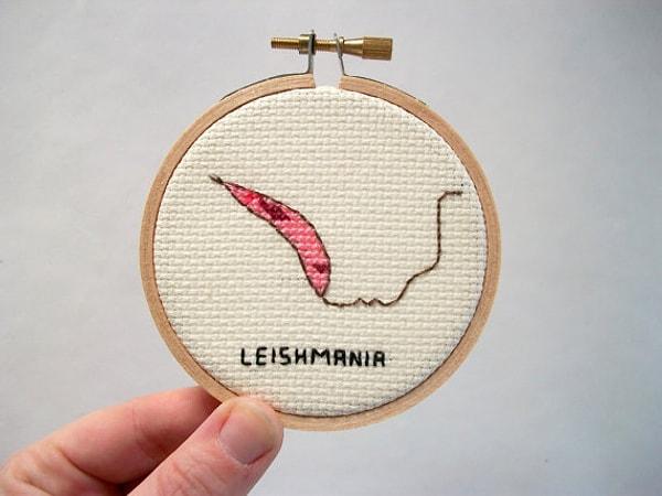 15. Leishmania - Bir tür parazit