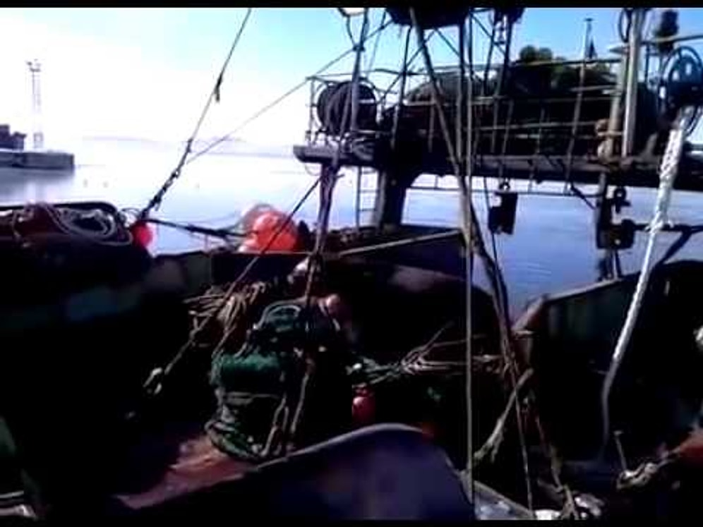 Köpeğe Havada Takla Attıran Fok Balığı