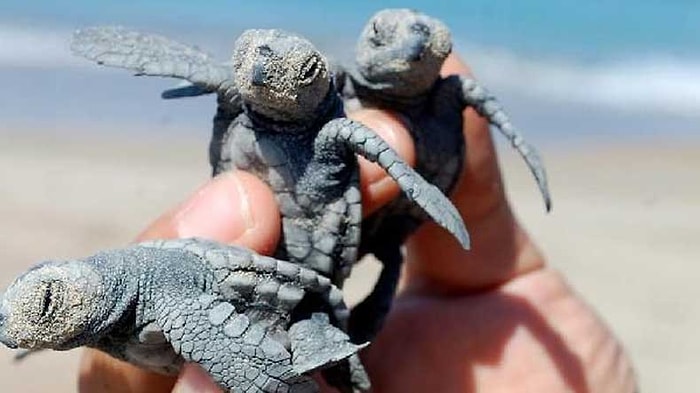 Koruma Altındaki Caretta Caretta'ların Yavruları Yumurtadan Çıkmaya Başladı