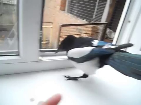 Eve Girince Bebek Taklidi Yapan Saksağan