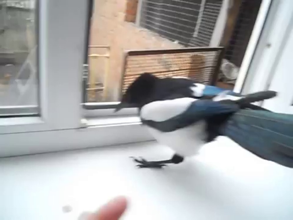 Eve Girince Bebek Taklidi Yapan Saksağan