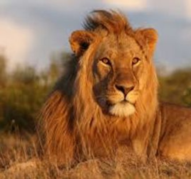 Aslan