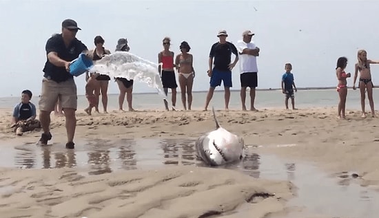 Martıları Avlamak İsterken Karaya Vuran Köpek Balığına Yardım Eden İnsanlar