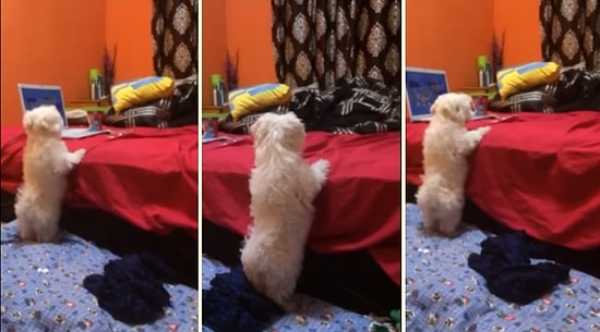 Yatağın Üzerine Çıkma Konusunda Aşırı Beceriksiz Olan Sevimli Köpek