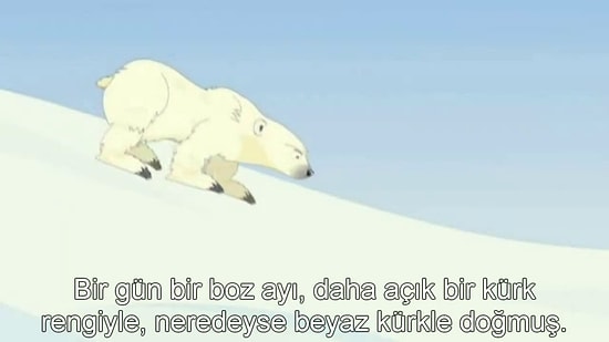 Çocuklar İçin Evrim: Boz Ayılar Neden Kutup Ayılarına Evrildi