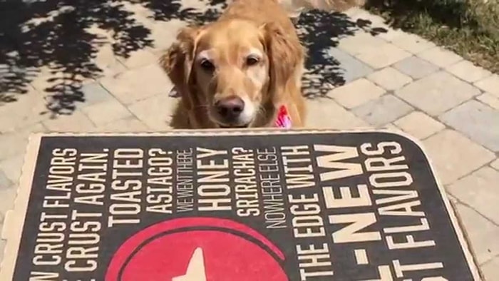 Bir Şeyleri Havada Yakalama Konusunda Acayip Beceriksiz Olan Fritz