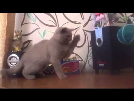 Hoparlörden Çıkan Sesi Tutmaya Çalışan Kedi