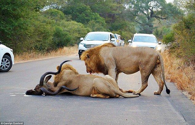 Aslanlar karınlarını doyururken.