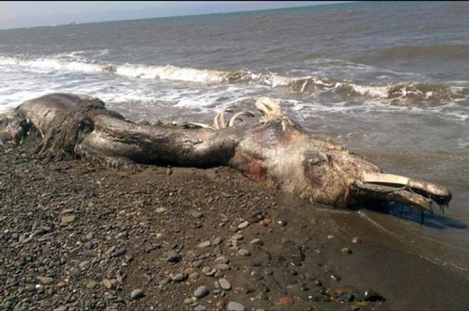 Rusya Kıyılarına Vuran Mamut-Yunus Karışımı Acayip Canlı Bilim Adamlarını İkileme Düşürdü