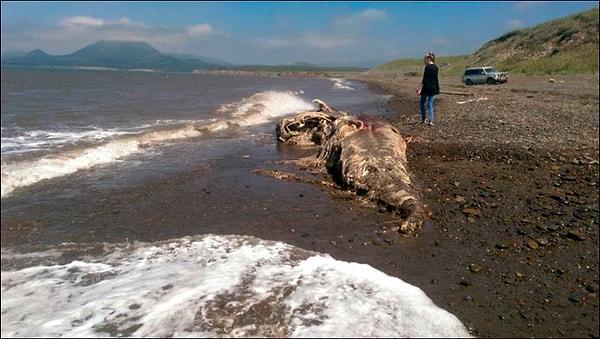Deniz biyolojisi profesörü David Smith ise bu canlının antik çağlardan kalma bir tür olarak donmuş halde bulunduğunu ve küresel ısınmayla beraber buzunun çözülüp Rusya kıyılarına vurmuş olabileceğini söyledi. Hatta Oxford Üniversitesi'nden bir profesör bu canlının bir tür mamut olabileceği görüşünde.