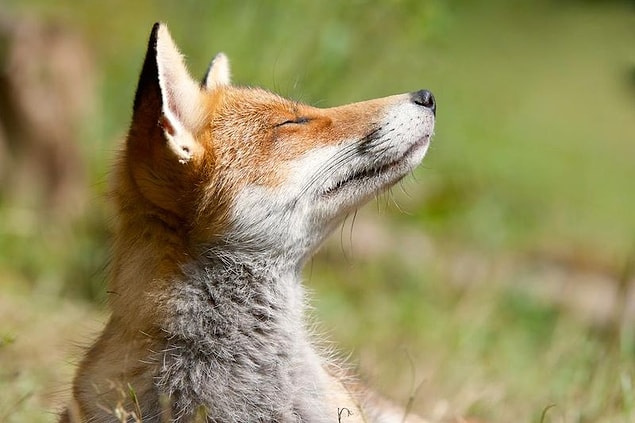 '' Tilkilerin avlanması ile köpek dövüştürmek arasında hiçbir fark bulunmuyor.'' diyor Richard Bowler.