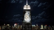 Empire State Binası Nesli Tükenen Hayvanlar İçin Dünyanın En Büyük Mezar Taşına Dönüştü