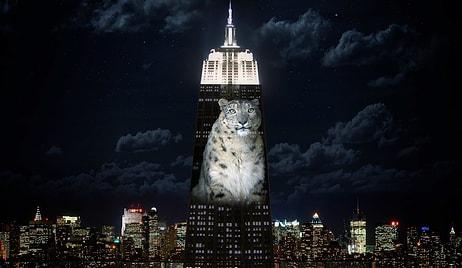 Empire State Binası Nesli Tükenen Hayvanlar İçin Dünyanın En Büyük Mezar Taşına Dönüştü