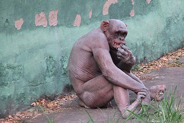 10. Alopesi ya da saçkıran hastalığı şempanzelerin tüylerini kaybetmesine neden oluyor.