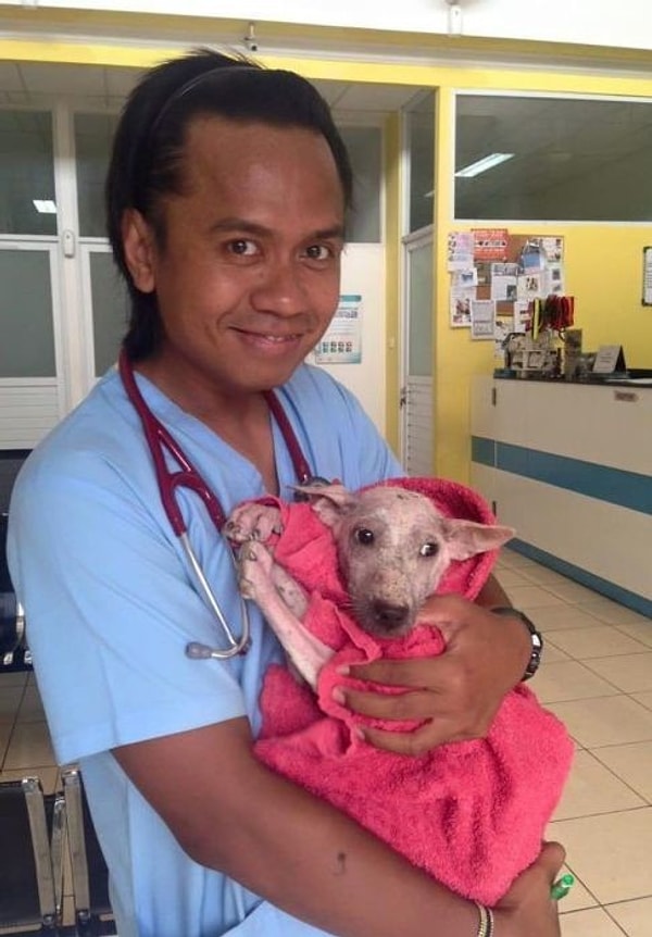 Когда ветеринары впервые увидели Келси, они были невероятно огорчены ее состоянием. Однако вместе с началом лечения улучшения, происходившие с Келси, стали заметны невооруженным глазом.