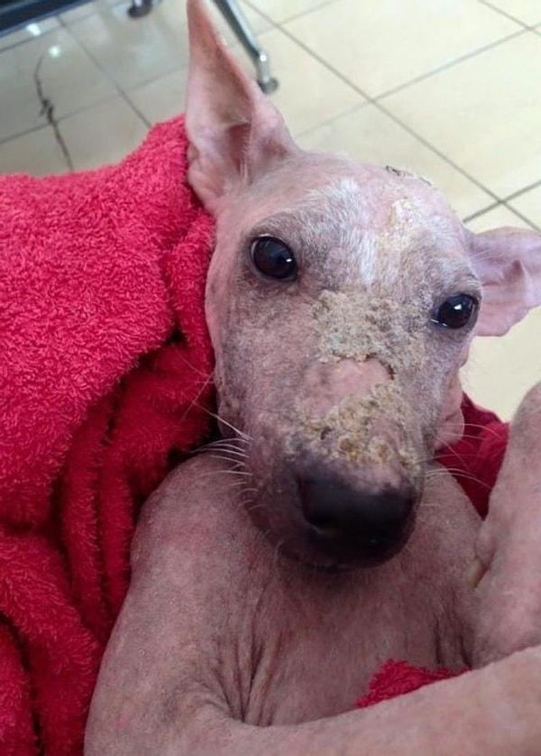 Также уверенность докторов и их решительность в спасении Келси сыграли важную роль в ее выздоровлении.