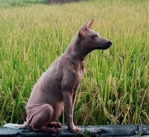 Позже Келси смогла наслаждаться прогулками вне приюта без страха за свою жизнь, тем, чего она не испытывала много лет до момента, пока судьба не свела ее с работниками реабилитационного центра.
