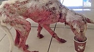 Açlıktan Ölmek Üzereyken Bulunan Köpeğin Mutluluktan Gözlerinizi Yaşartacak Değişimi