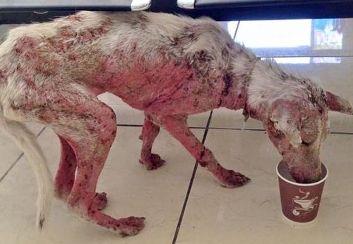 Açlıktan Ölmek Üzereyken Bulunan Köpeğin Mutluluktan Gözlerinizi Yaşartacak Değişimi