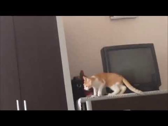 Uçabileceğini Düşünen Yerli Kedicik