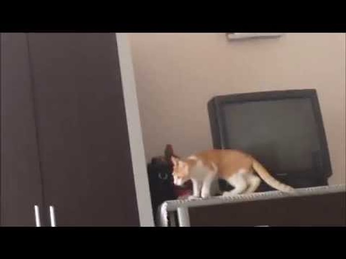 Uçabileceğini Düşünen Yerli Kedicik