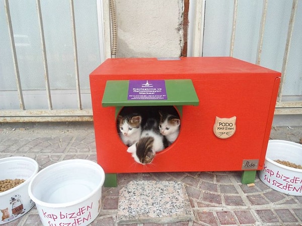 1. Zengin semtlerde sokak kedisi popülasyonu fazlayken fakir semtlerde sokak köpekleri fazladır Görseli