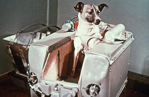3. 1957 yılında uzayı köpekler ziyaret etti. 'Laika' isimli köpek bir uzay aracı ile Dünya etrafında bir yörüngeye gönderilen ilk hayvan oldu.