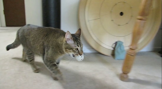 Yemek Yiyebilmesi İçin Düzeneği Hareketi Geçirmesi Gereken Kedi