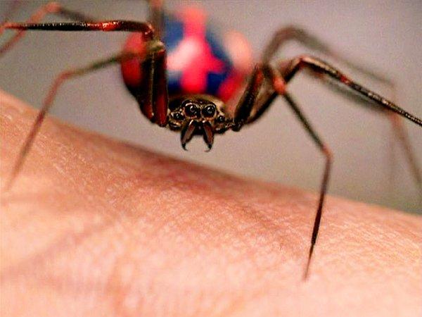 7. Genleri değiştiren örümcekler neden insanları korkutmuyor?