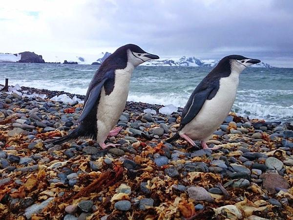 Gunnar'a göre penguenler doğal ortamın görülmesi gereken hayvanlardan, yalnızca çok iyi yüzmüyorlar aynı zamanda çok da iyi poz veriyorlar.