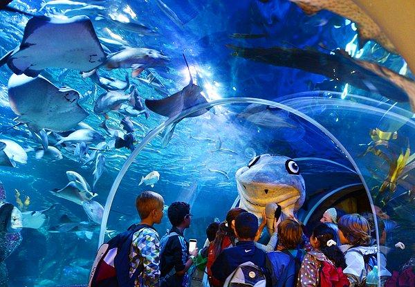 Okullarından sınıfça akvaryumu ziyarete gelen çocuklar, bir köpekbalığı figürü tarafından yapılan sunumu dinlerken. Köpekbalığı macera haftaları, her sonbahar çeşitli etkinliklerle gerçekleşecek.