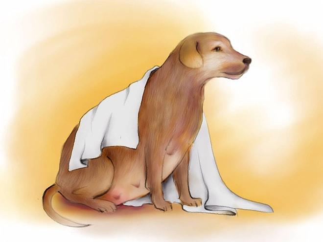 Köpeklerde Gebelik Dönemi
